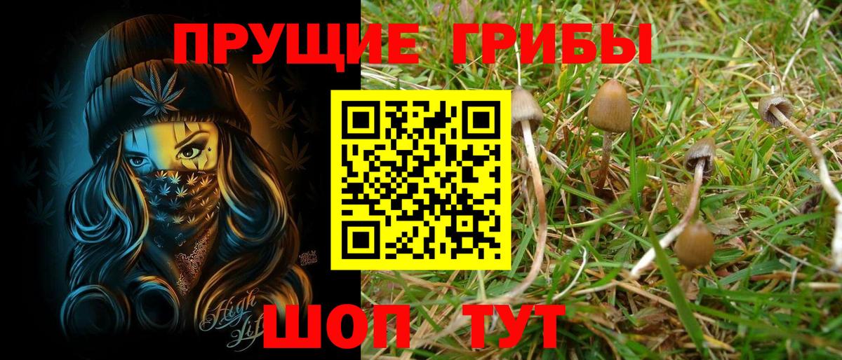 Псилоцибиновые грибы Psilocybe Псков